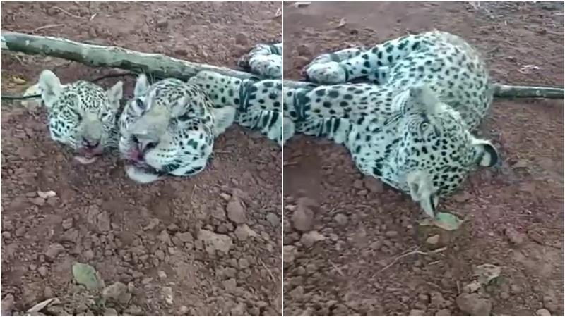 Homem que matou onças para alimentar cachorros é preso pelo Ibama