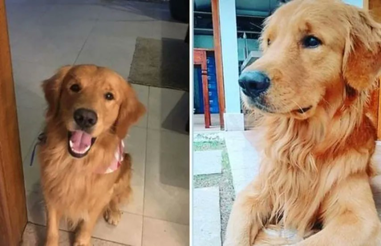 Policial mata cachorro de três anos com três tiros após ser abraçado por crianças