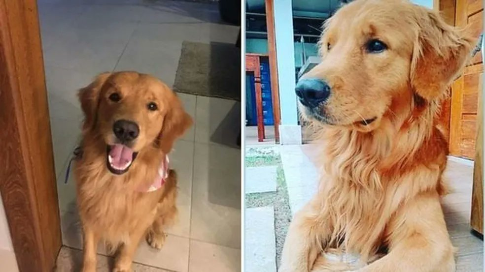 Policial mata cachorro de três anos com três tiros após ser abraçado por crianças