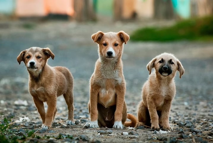 Projeto de abate de animais de rua é vetado em município do RN após repercussão nacional