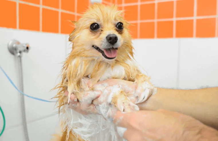De quanto em quanto tempo é preciso dar banho no cachorro?
