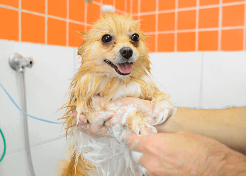 De quanto em quanto tempo é preciso dar banho no cachorro?