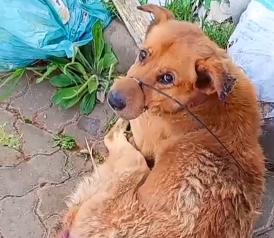 Cão é resgatado após ser abandonado com boca e pés amarrados