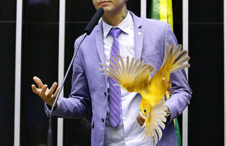 A queda do kannário na política