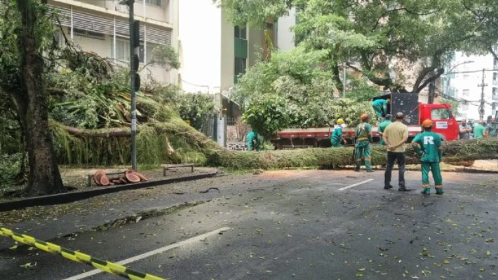 O problema das podas de árvores em Salvador e a quem cabe a responsabilidade?