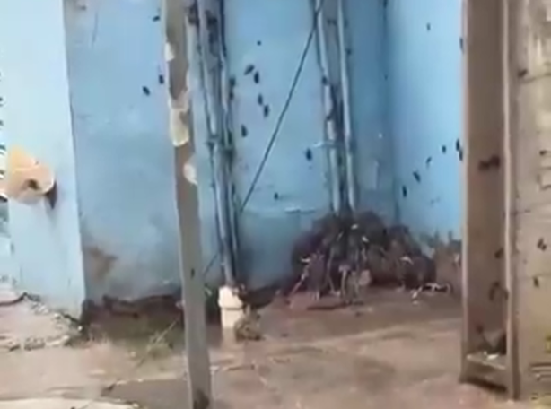 Infestação de ratos e baratas assuntam moradores de Itinga em Lauro de Freitas