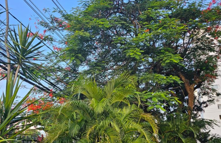 Risco de Acidente: Árvores encostam na fiação no condomínio no Imbuí em Salvador, e Pedido de Poda à Coelba Ainda Não foi Atendido