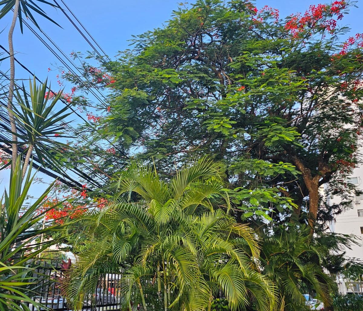 Risco de Acidente: Árvores encostam na fiação no condomínio no Imbuí em Salvador, e Pedido de Poda à Coelba Ainda Não foi Atendido