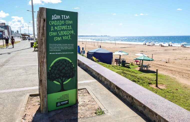 Prefeitura instala protetores para preservar mudas plantadas na orla de Salvador