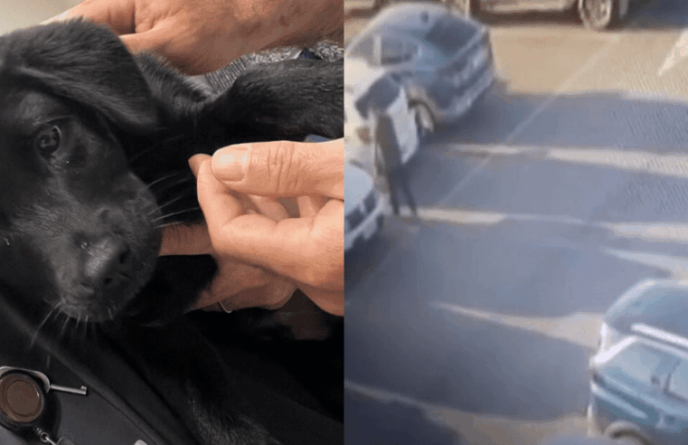 Homem é preso por abandonar cachorro no aeroporto de Florianópolis após ser impedido de embarcar