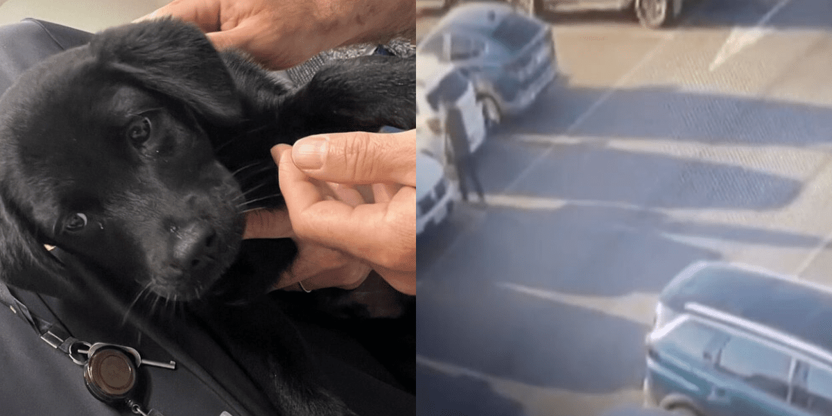 Homem é preso por abandonar cachorro no aeroporto de Florianópolis após ser impedido de embarcar