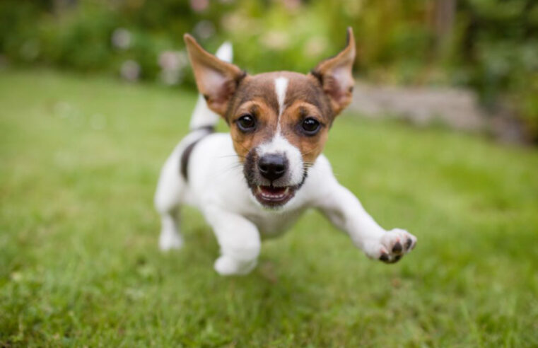 Site ajuda espectadores a descobrir se cachorro morre em filmes antes de assistir