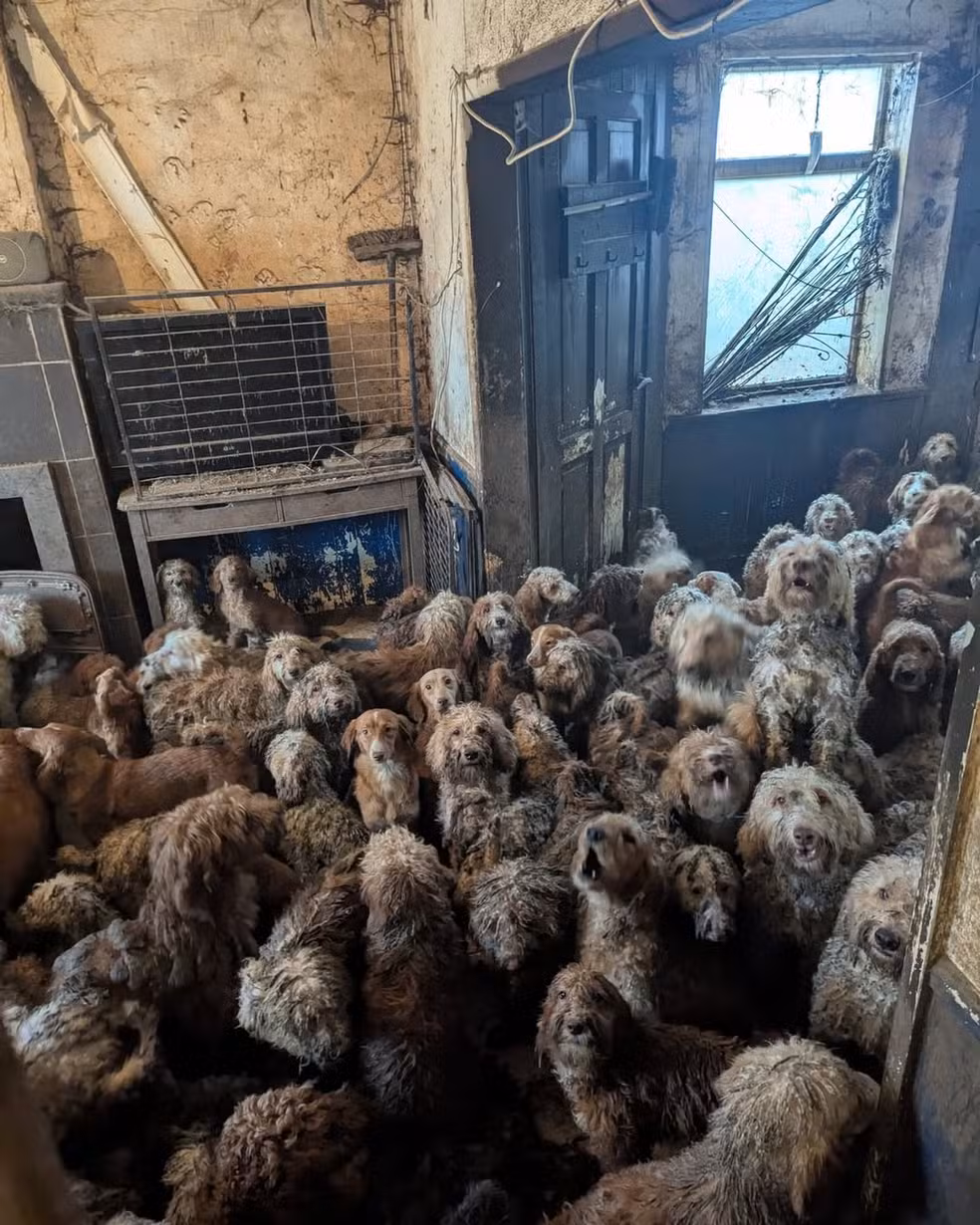 Resgate Histórico: Mais de 250 Poodles Encontram Novos Lares no Reino Unido