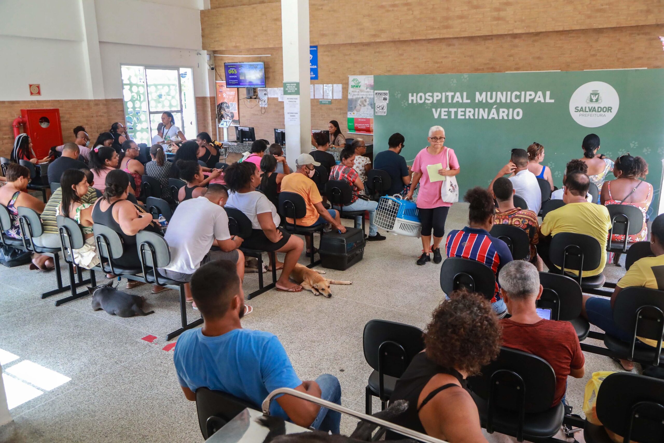 Hospital Veterinário de Salvador realiza média de 120 atendimentos diários; confira como funciona a unidade